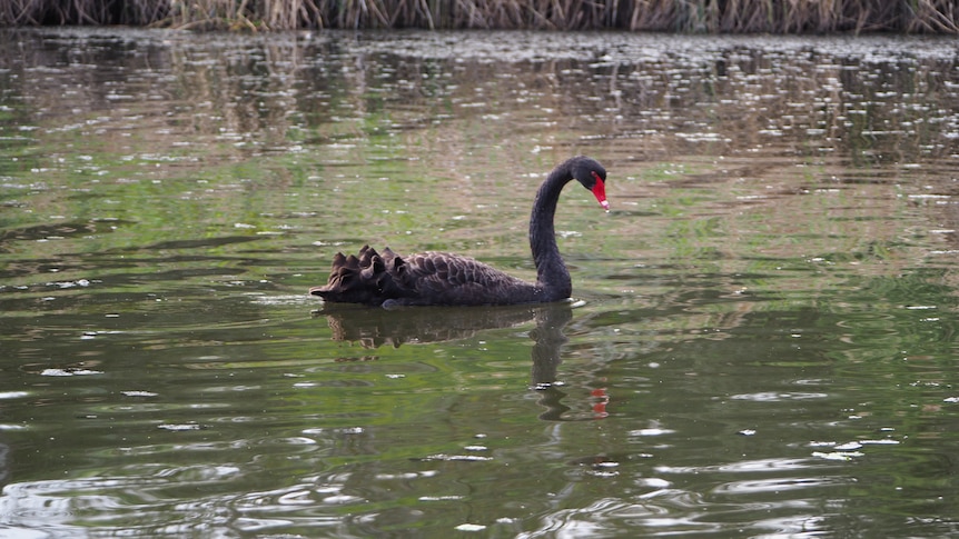 A photo of a black swan on a lake