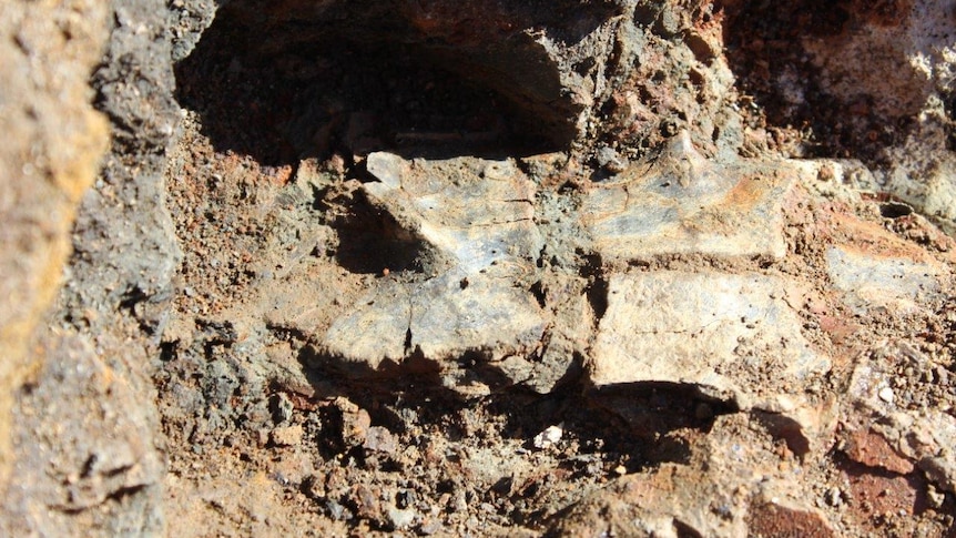 The large turtle plates were discovered about 15 metres below ground level in the oil shale mine site.