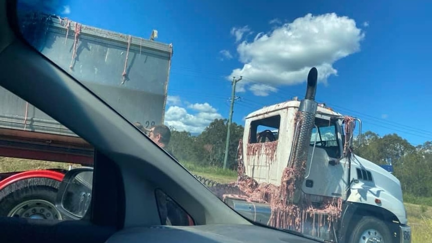 A semi-trailer, as seen from inside another vehicle, with chicken innards splattered all over the cabin.