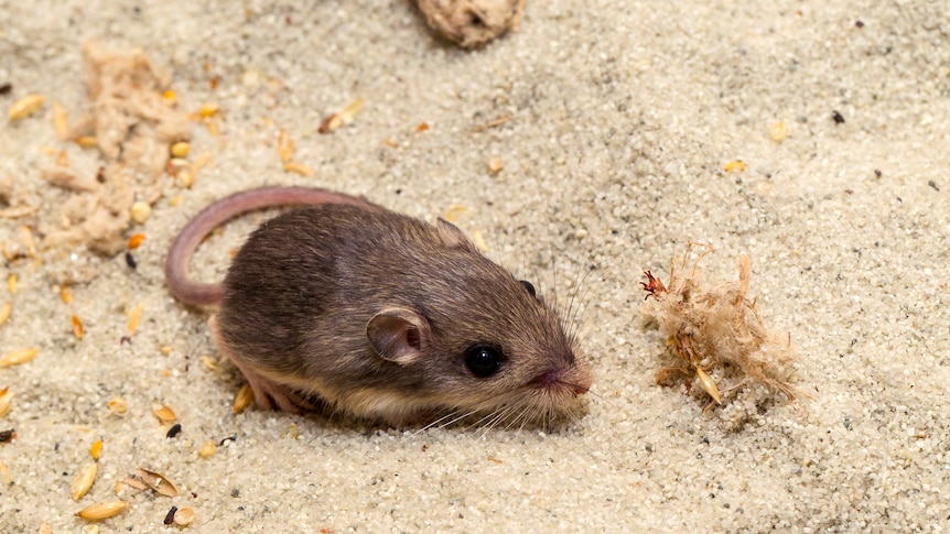 a Pacific pocket mouse sits on sand at the San Diego Zoo