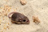 a Pacific pocket mouse sits on sand at the San Diego Zoo