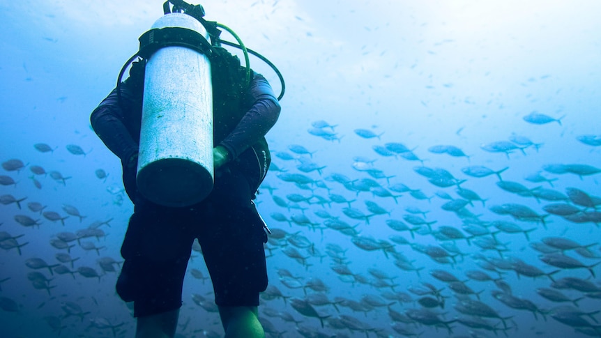A person diving in the ocean using an oxygen tank, surrounded by fish.