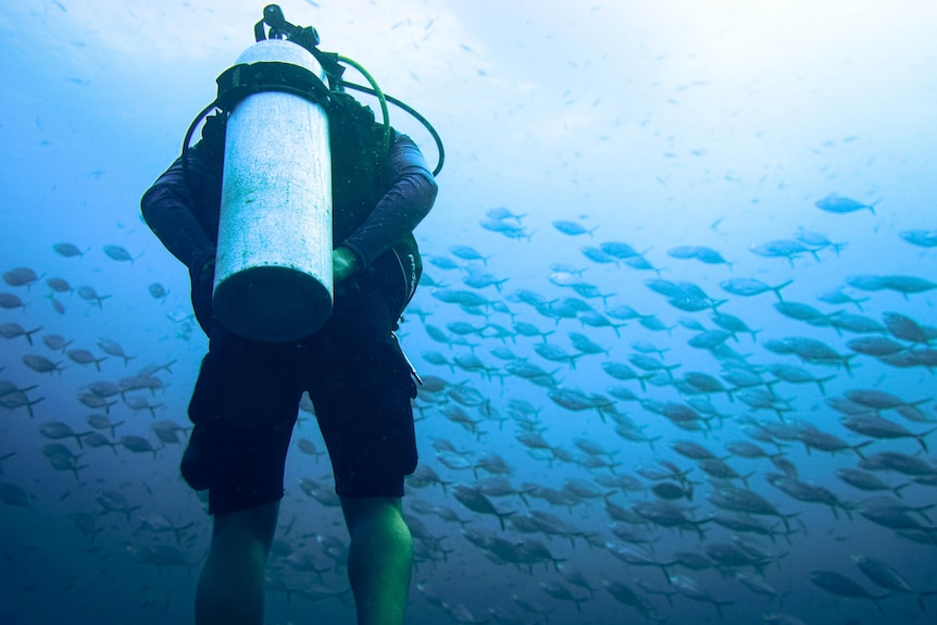 A person diving in the ocean using an oxygen tank, surrounded by fish.