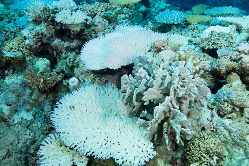 A close-up of bleached coral at Scott Reef off Western Australia's Kimberley coast.