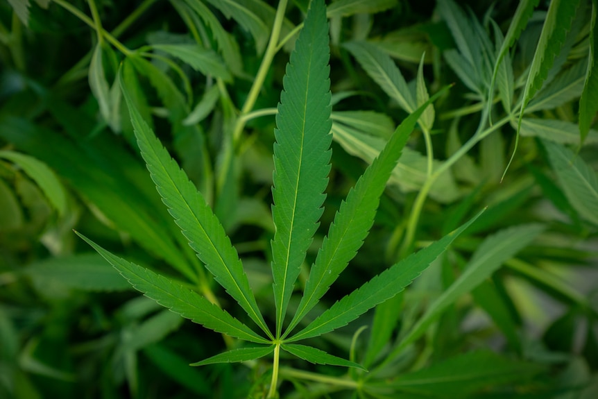 A single marijuana leaf in front of a backdrop of other leaves.
