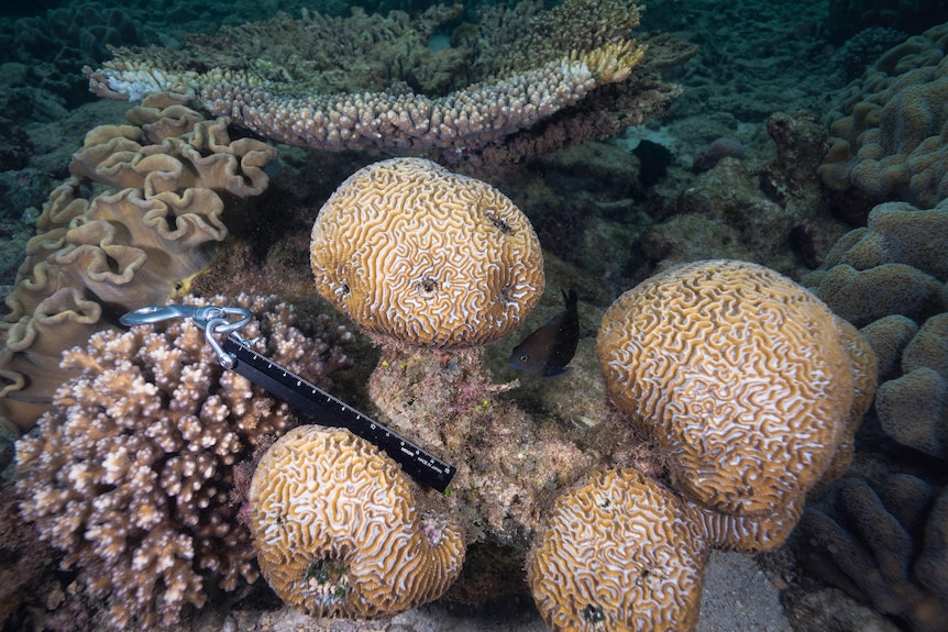 A dense coral reef with several different species including brain and soft corals in view.