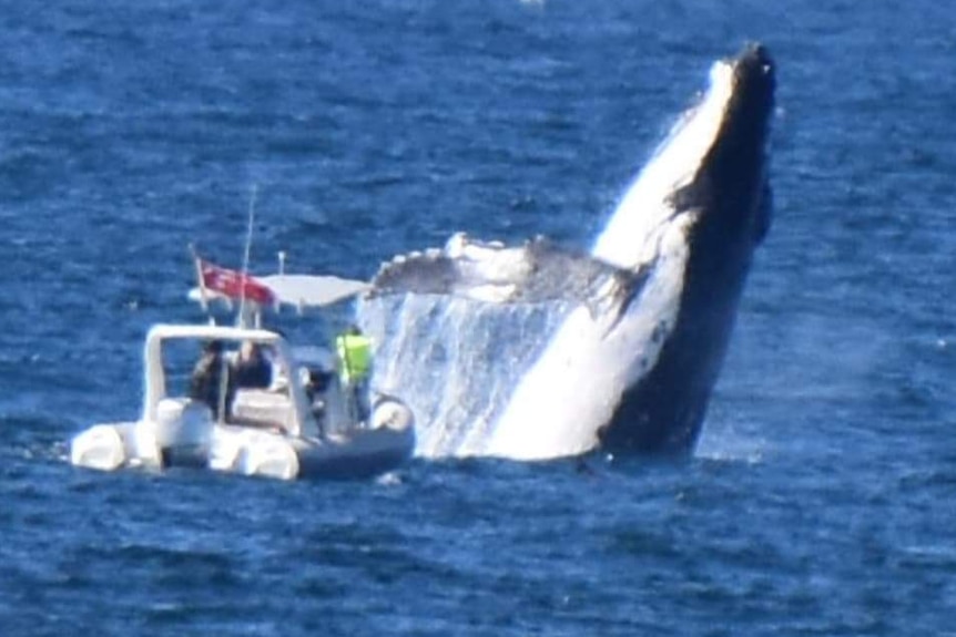 Whale breaching close to boat
