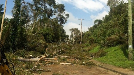 Trees felled by a freak storm at Kiama