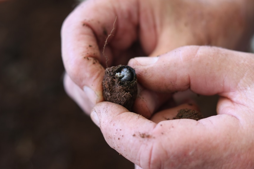 A hand holds a brood ball with dung beetle larvae inside.