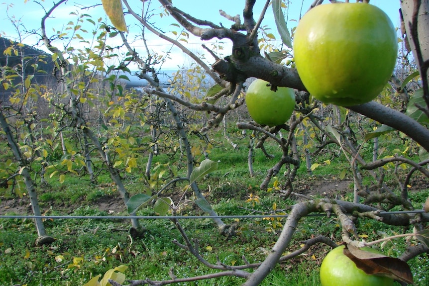 Pruning apples trees in the Huon Valley