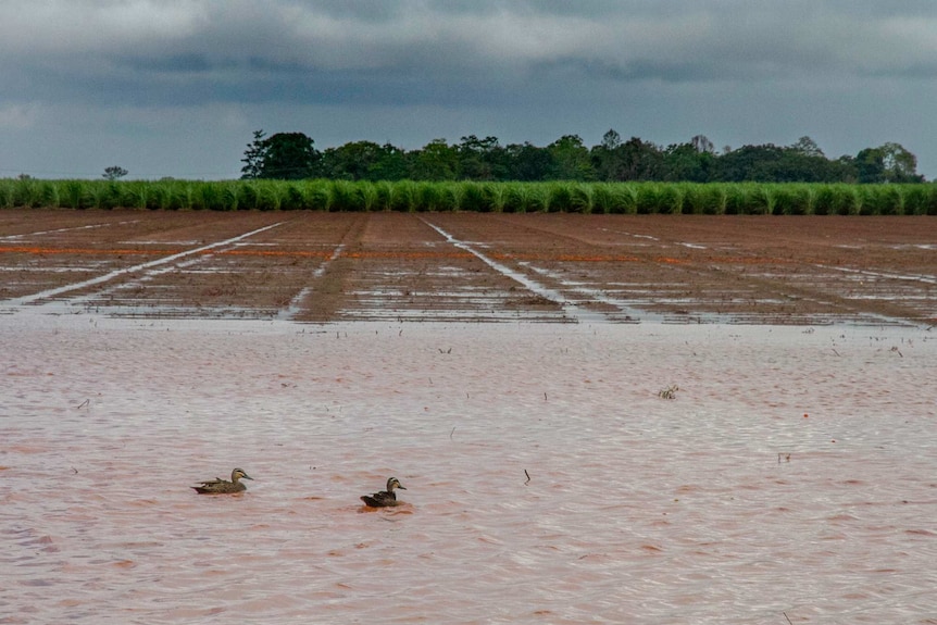 Ducks swim in flooded sugar cane farm