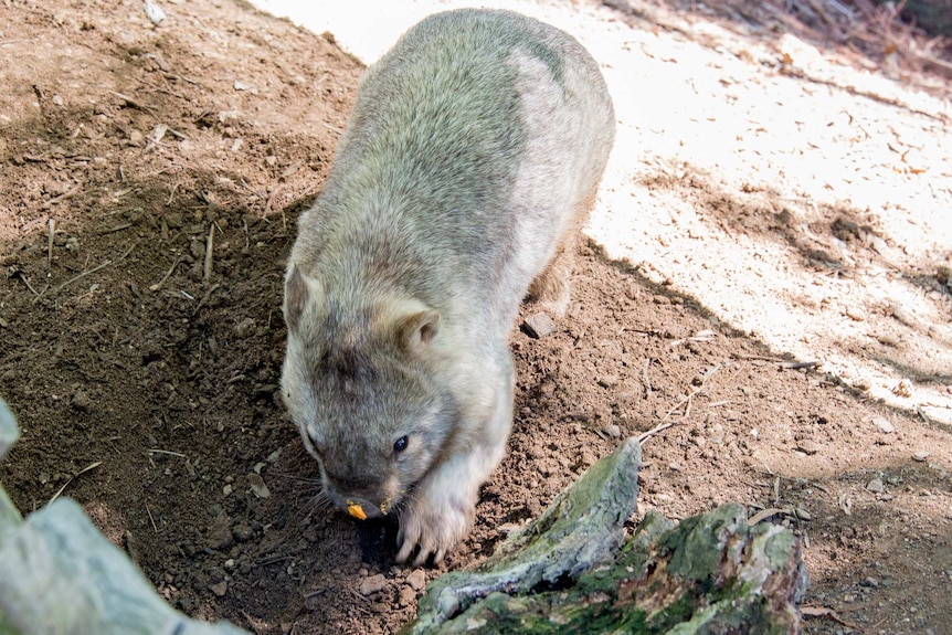 Winnie the Wombat digging