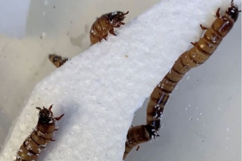 Common Zophobas morio ‘superworm’ eating polystyrene