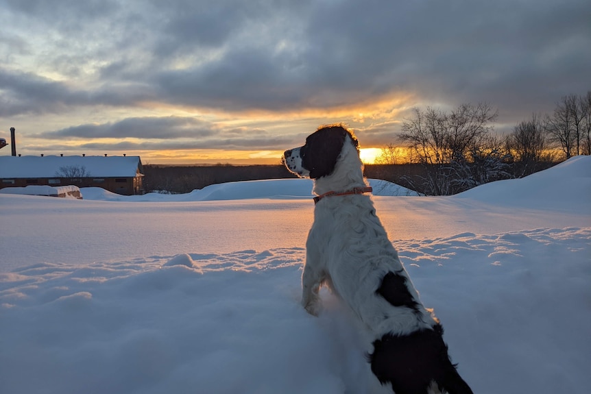 A white dog with brown spots stands in the snow at sunset