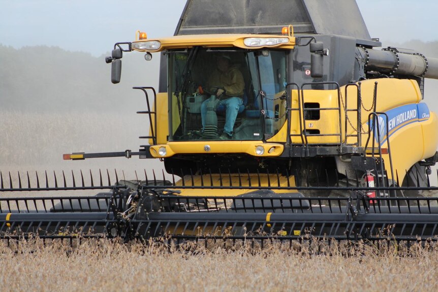A man sits in a large combine harvester as it drives down a soybean field