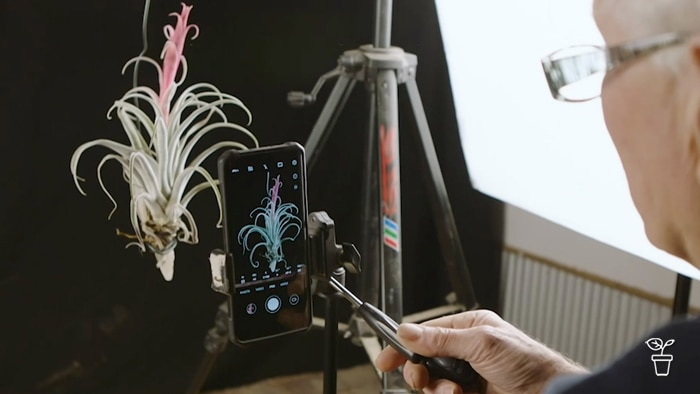Man taking a photo of a plant in a photographic studio.