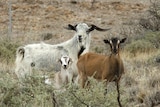 Feral Goats near Broken Hill New South Wales.
