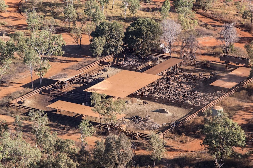 Aerial photo of feral buffalo in pens