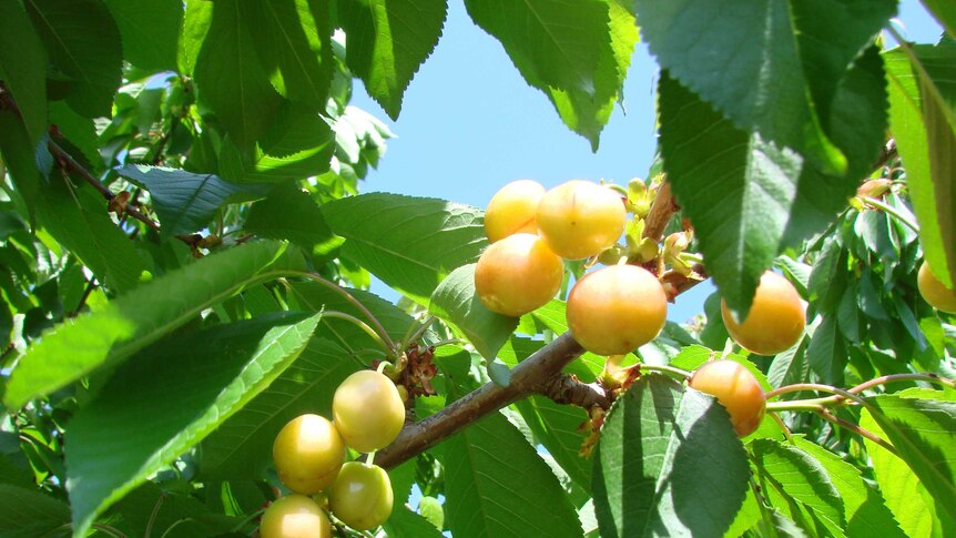 Cherries in a branch of the tree at Young New South Wales