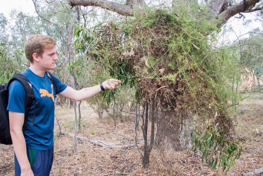 Thomas inspects an 'od man beard' vine