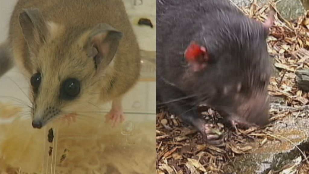 Researchers put Tasmanian devils, fat-tailed dunnarts on diet to boost