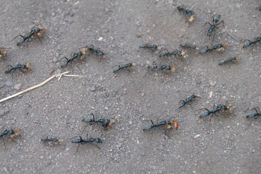 Close up shot showing a swarm of ants carrying remains from a termite nest