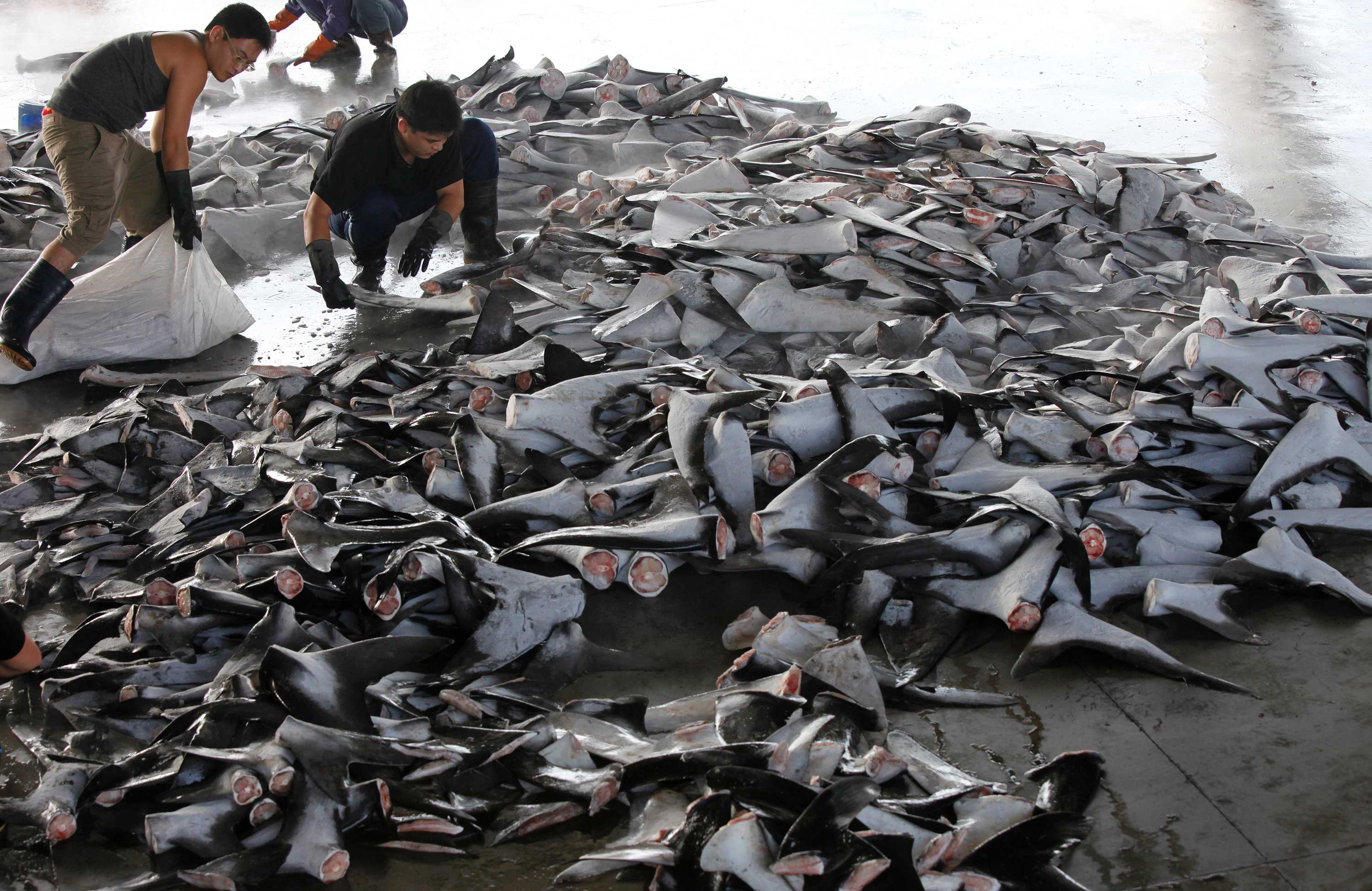 Illegal fishing by Taiwanese fleets widespread, linked with rights ...