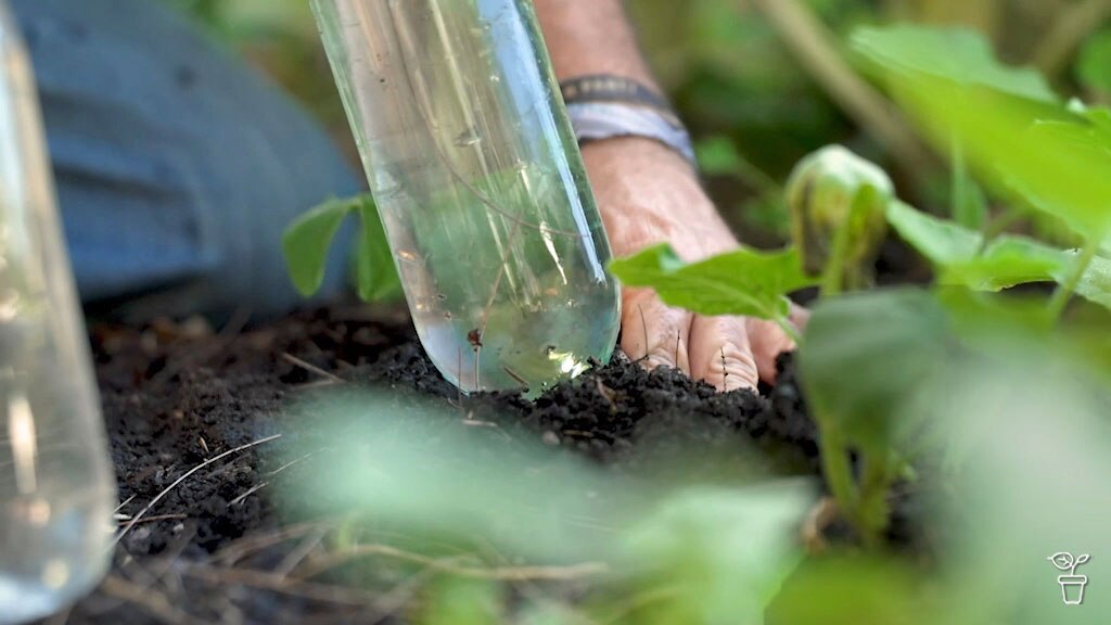 A glass bottle filled with water being pushed into the soil of a garden bed.