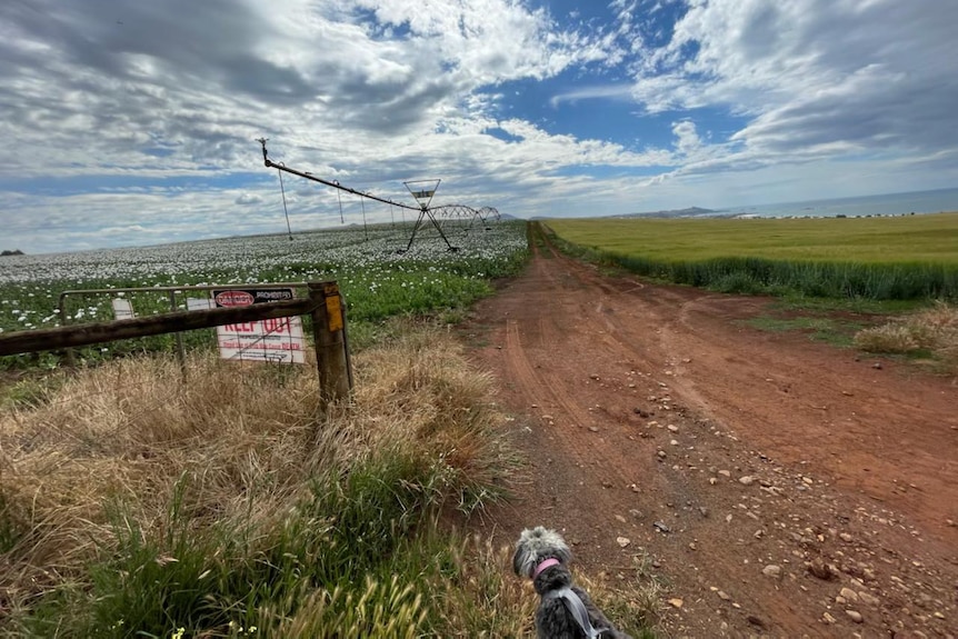 A field with a fence around it on an overcast day, with a dog in the bottom corner.