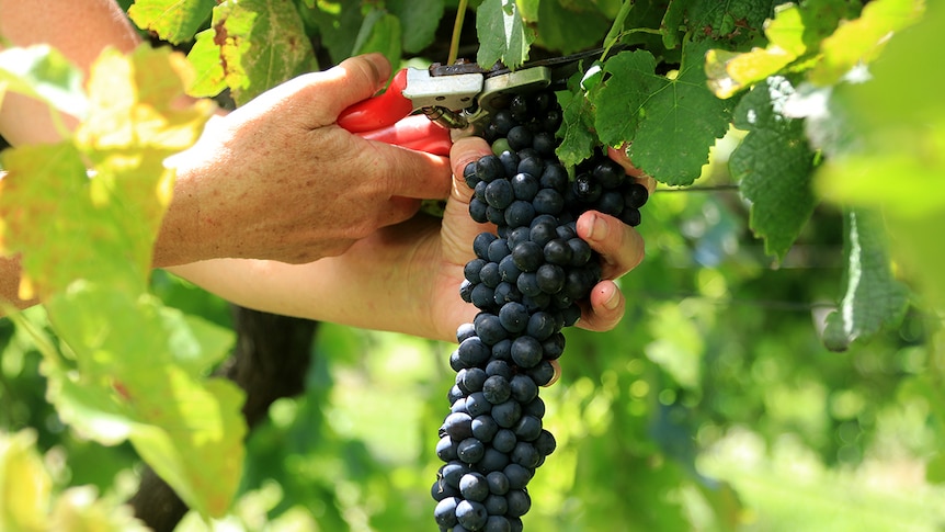 A grape of shiraz grapes are picked, surrounded by green leaves.