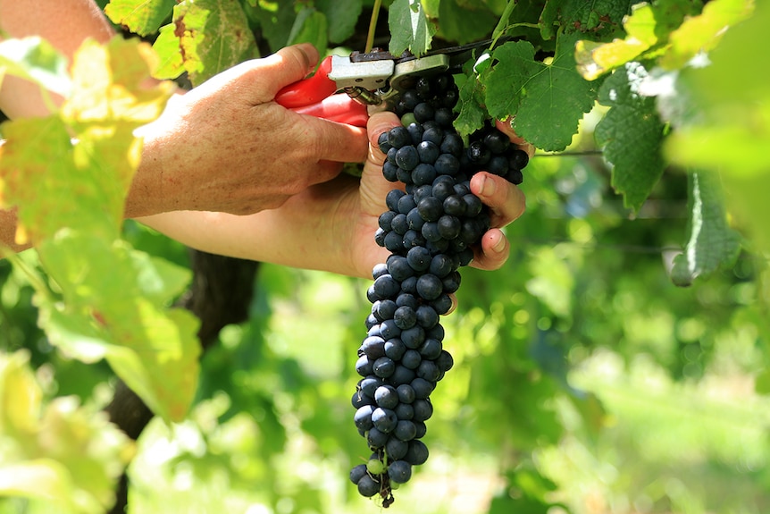A grape of shiraz grapes are picked, surrounded by green leaves.