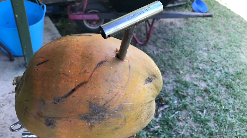 A close-up photo of a young coconut with a coco-tap in it.