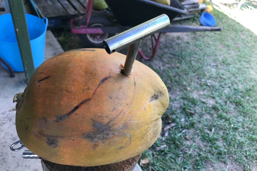 A close-up photo of a young coconut with a coco-tap in it.