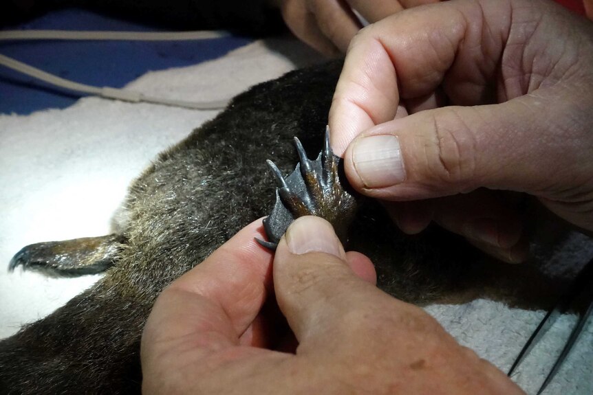 The captured platypus is given a thorough check-up.