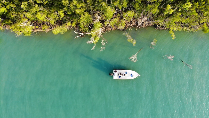An aerial shot of a boat as it makes its way through blue water next to a line of mangroves. 