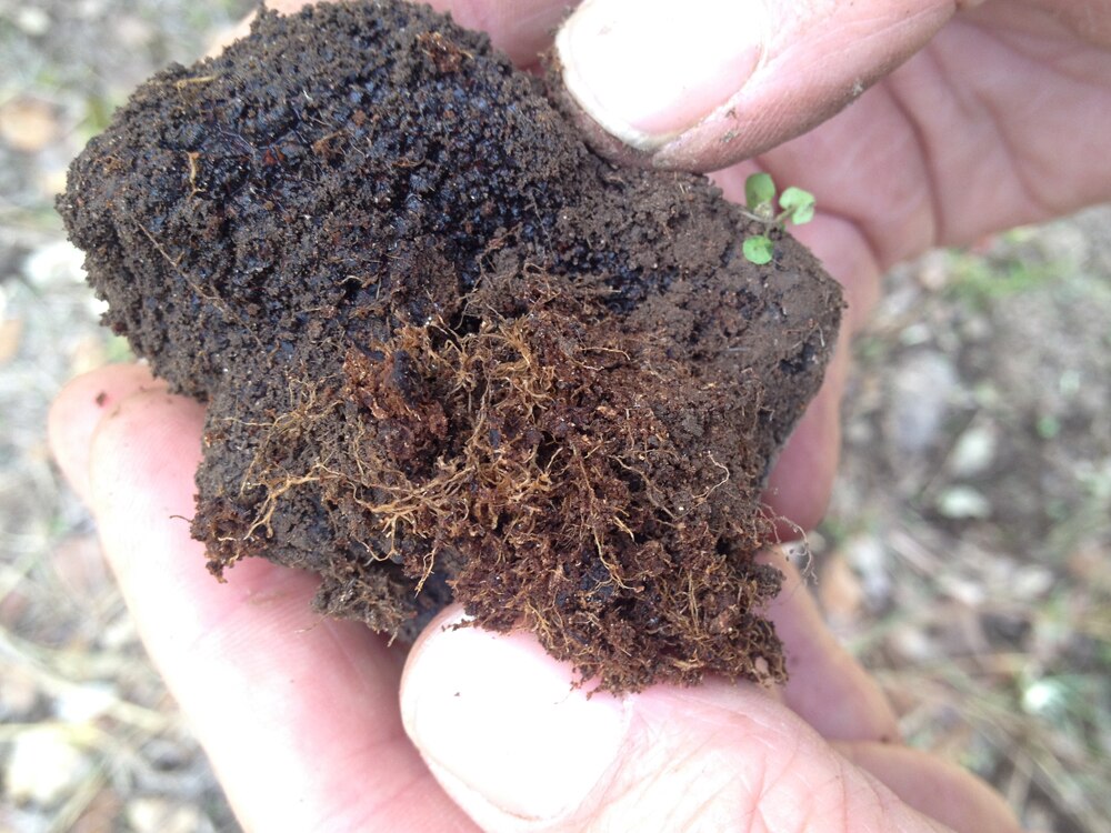 Harvesting truffles in a secret location in northern New South Wales