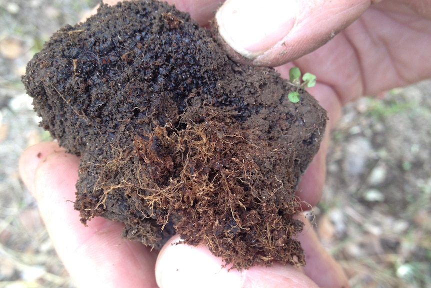 Bruce holds a piece of soil revealing small roots.