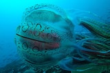 A jellyfish about the size of a soccer ball with circles on its body and long coloured tentacles 