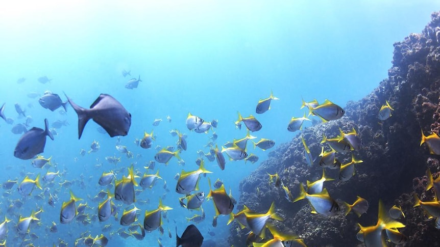 Fish swim on a reef off Byron Bay.