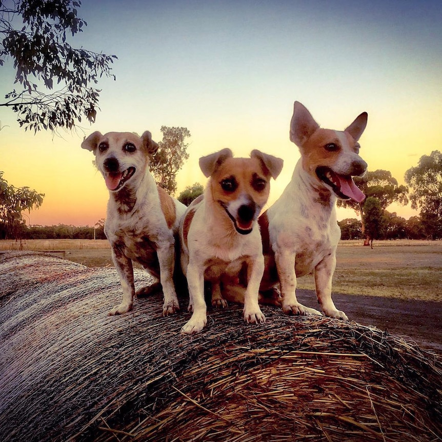 Three jack russell dogs stand on top of a round hay bale