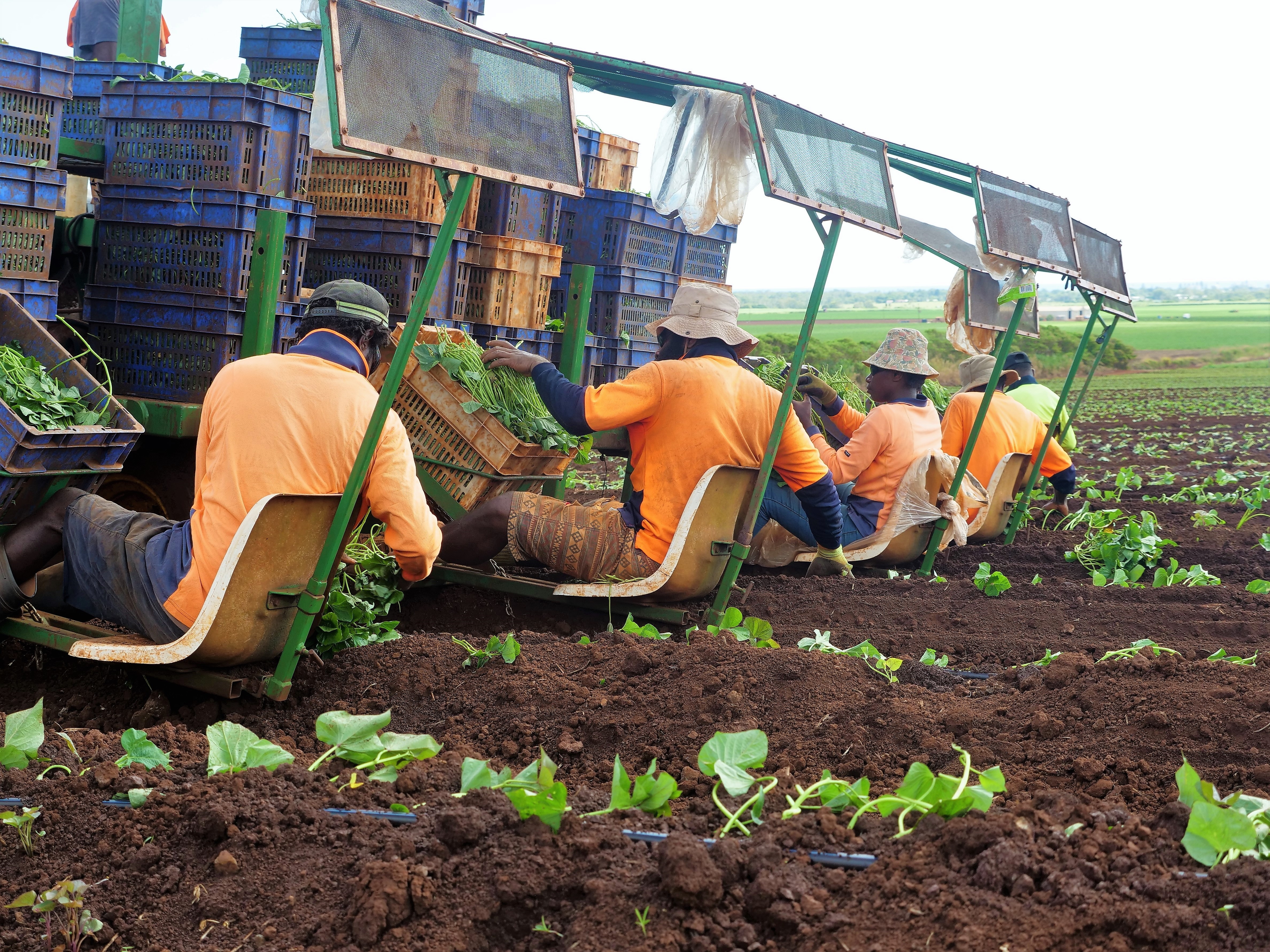 Vanuatu to bring in foreign workers to plug labour gaps caused by