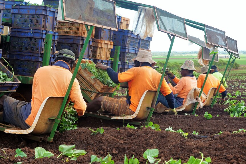 Multiple pacific islander workers on a machine picking vegetables in hi-vis on green farm