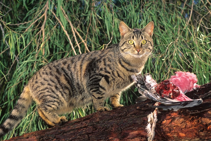 Cat eating galah