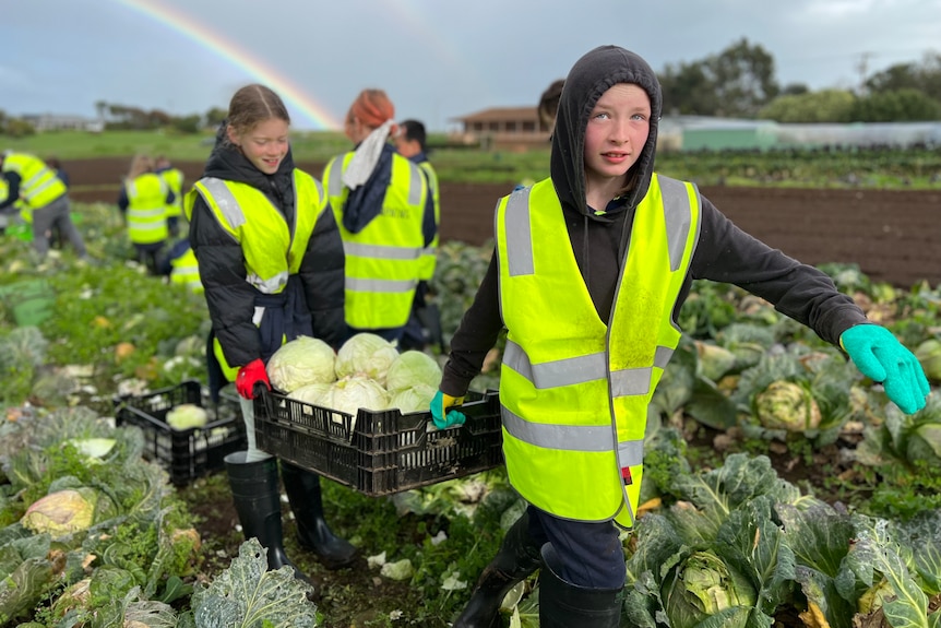 older children in hi-vis work clothes carry crates of cabbages through a field 