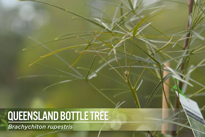 Queensland Bottle Tree Image
