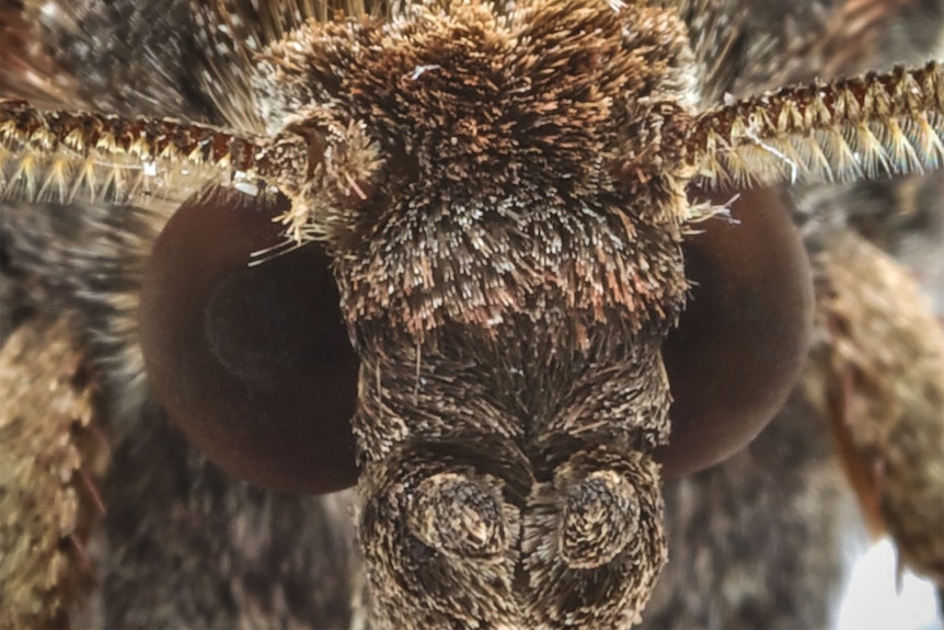 Extreme close up of the face of a bogong moth.