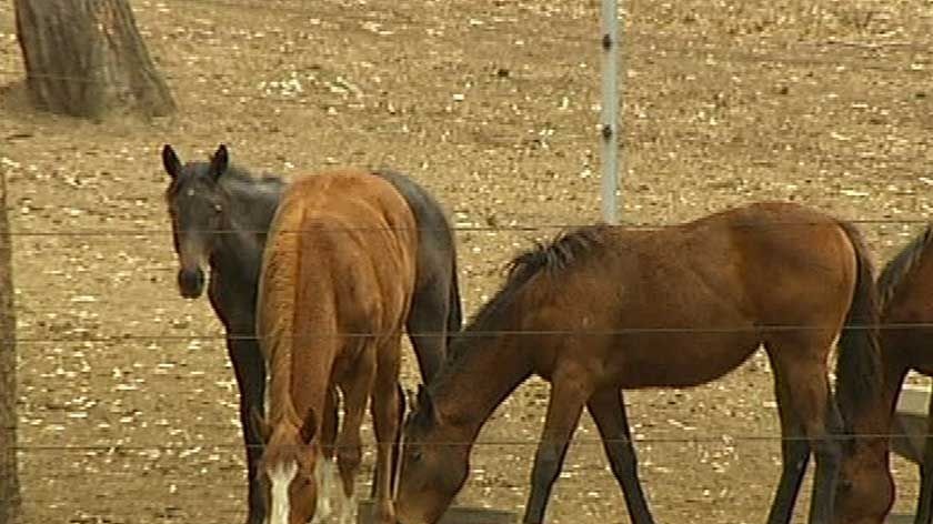 TV still of horses grazing at a property at Cawarral, quarantined by Hendra virus