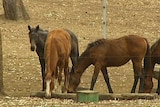 The stud property was placed in quarantine after a horse died of the virus on Saturday.