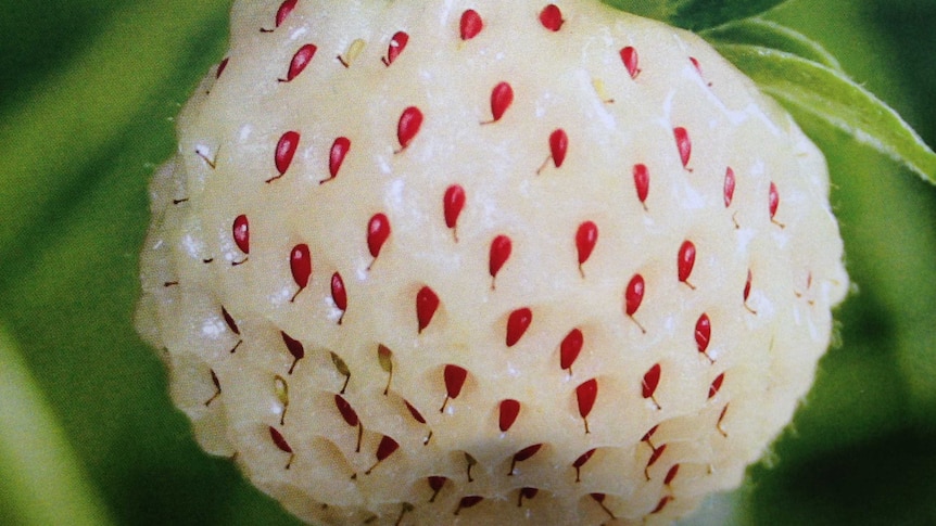 White fruit with red seeds