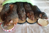 Five tiny possums laying under blankets